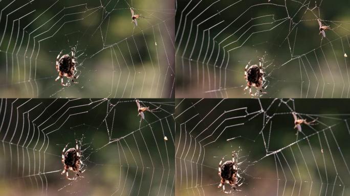 森林里网上的蜘蛛。受害者掉进了网上。