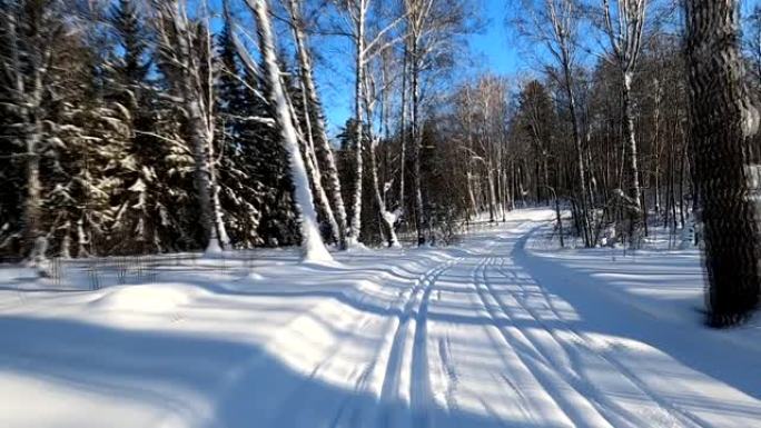 俄罗斯新西伯利亚冬季森林中的滑雪交通