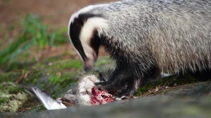 獾在森林里吃猎物獾撕咬进食