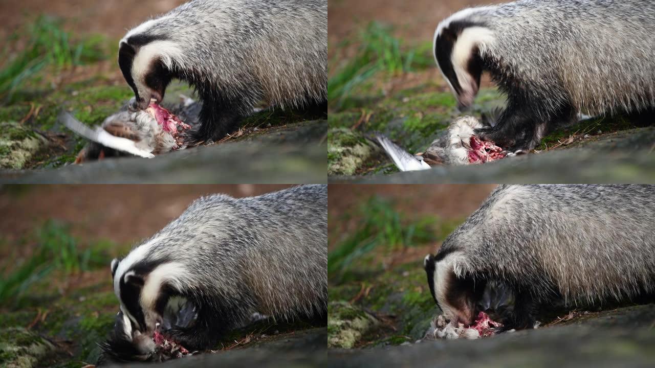 獾在森林里吃猎物獾撕咬进食