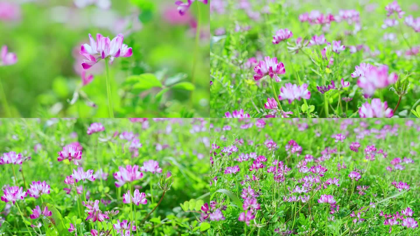 紫云英花朵花草春天阳光节气生机勃勃