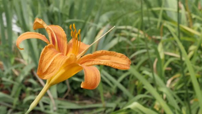 橙色Hemerocallis明亮的老虎花蕾在花园特写4K