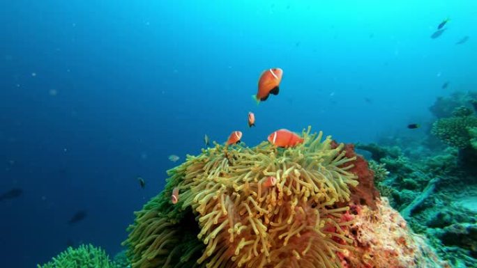 马尔代夫海葵潜水中的小丑鱼家族