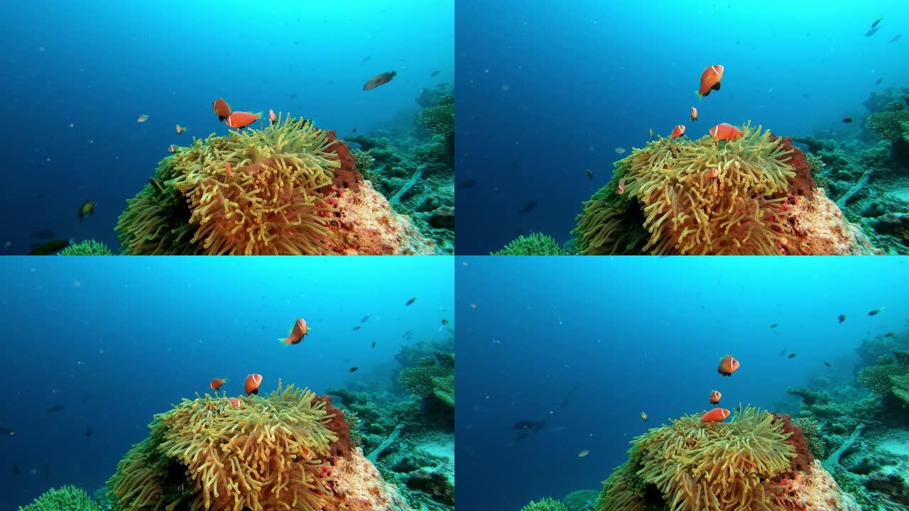 马尔代夫海葵潜水中的小丑鱼家族