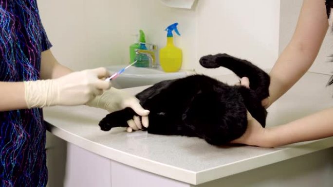 兽医用注射器将疫苗放入黑猫体内。4K