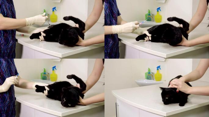兽医用注射器将疫苗放入黑猫体内。4K