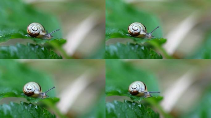 在绿叶上爬行的小蜗牛