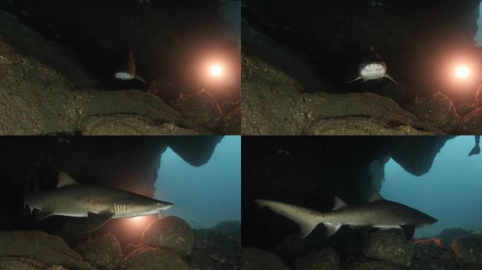 日本小笠原群岛海底洞的巨型沙虎鲨 (Carcharias cow)。