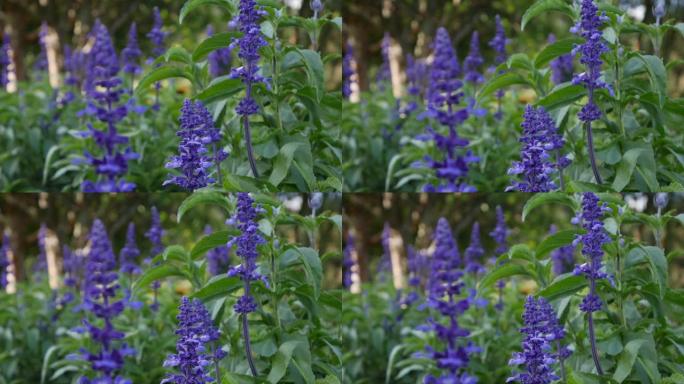 花坛紫蓝色丹参花。夏日，微风。特写镜头