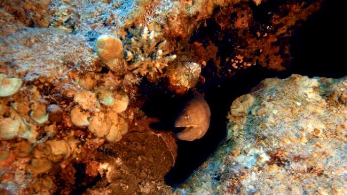 水下黄色海鳗黄色海鳗