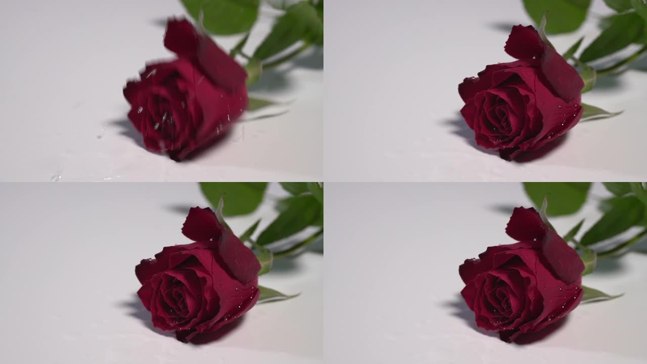 一朵红玫瑰落在白色的表面上，溅起了露水