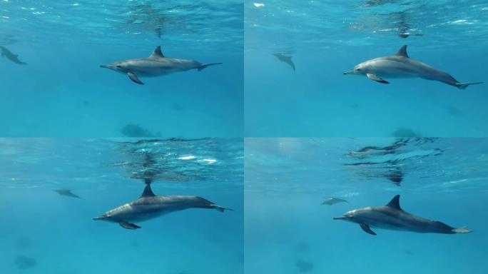 慢动作，年轻的海豚在早晨的阳光照射下在蓝色的水面下缓慢游泳。旋转海豚 (Stenella longi