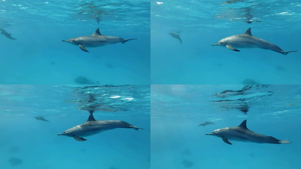 慢动作，年轻的海豚在早晨的阳光照射下在蓝色的水面下缓慢游泳。旋转海豚 (Stenella longi