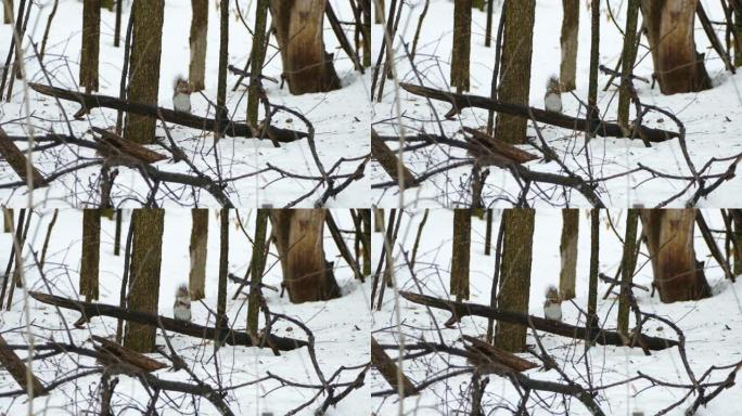 冬天，松鼠在折断的树枝上吃松果
