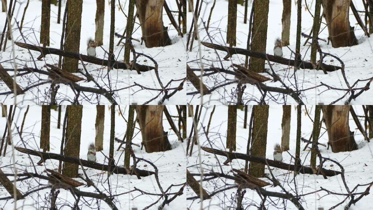 冬天，松鼠在折断的树枝上吃松果