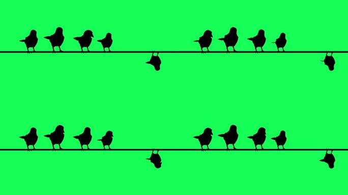 麻雀剪影的动画坐在电线上-绿色屏幕
