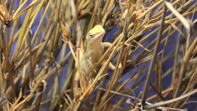 藤草龙荒草中捕猎捕食守宫