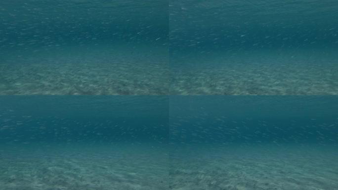大量的鱼苗在蓝色水面下的沙质皮靴上游动。地中海，希腊