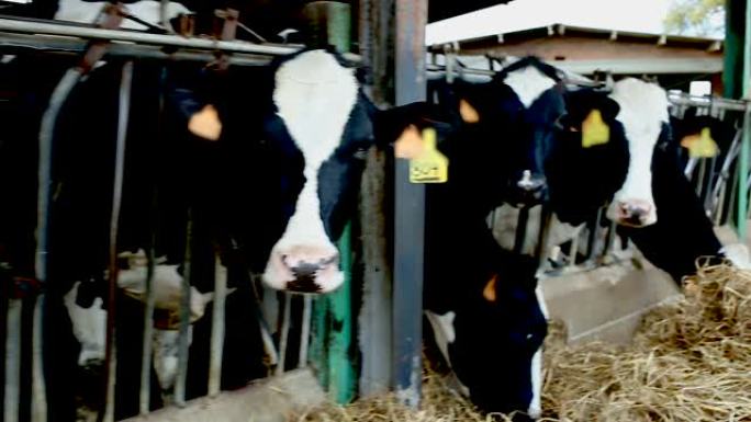 农场上的奶牛牛吃草牛养殖