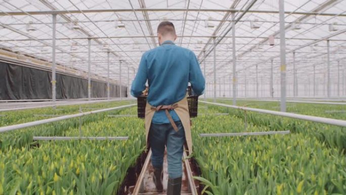 男性植物学家沿着工业植物农场