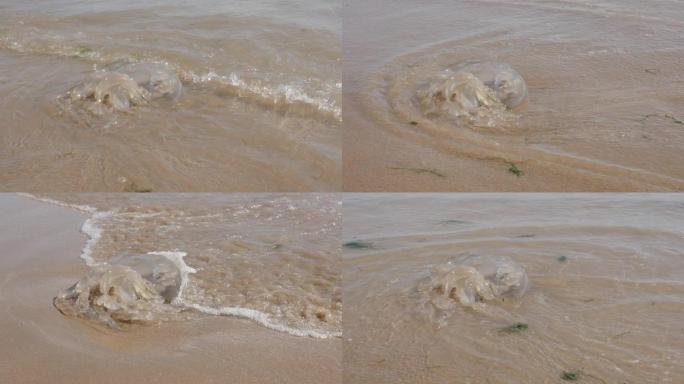 慢动作全球变暖后果Medusozoa真水母死在沙滩上