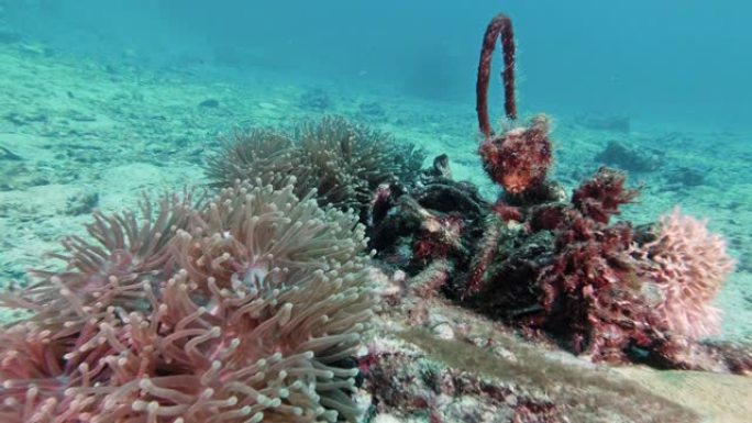 废弃垃圾鬼网污染小丑鱼附近水下珊瑚礁