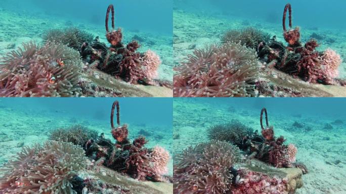 废弃垃圾鬼网污染小丑鱼附近水下珊瑚礁