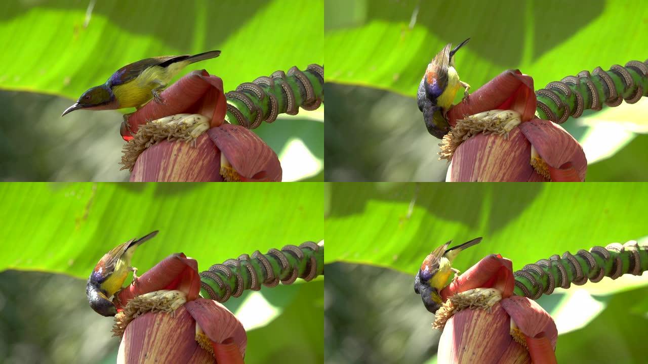 彩色羽毛中的棕色喉咙太阳鸟，4k视频。