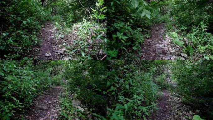 在森林的小路上放松散步。斯蒂安卡姆开枪。