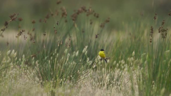 黑头猎头 (Emberiza melanocephala) -阿塞拜疆