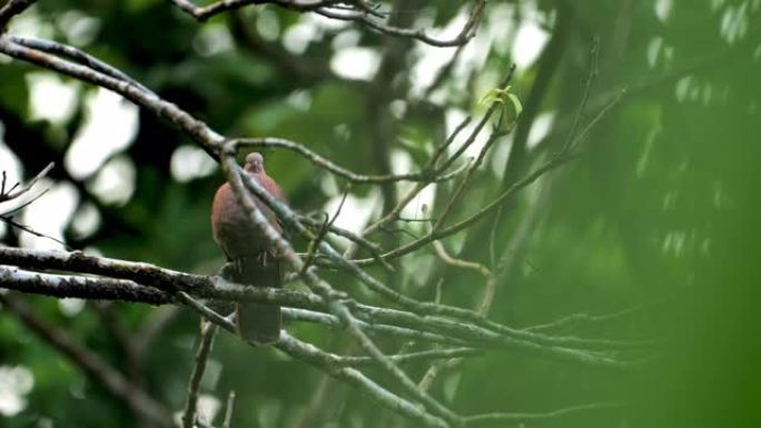 红鸽，因为在树上: 哥斯达黎加