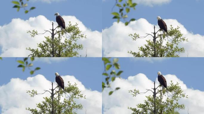 美国国家鸟白头鹰坐在树顶