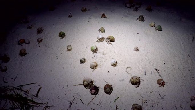 寄居蟹晚上在热带海滩上的沙滩上爬行