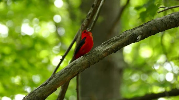 晴天在森林中歌唱的鲜红鸟的详细镜头