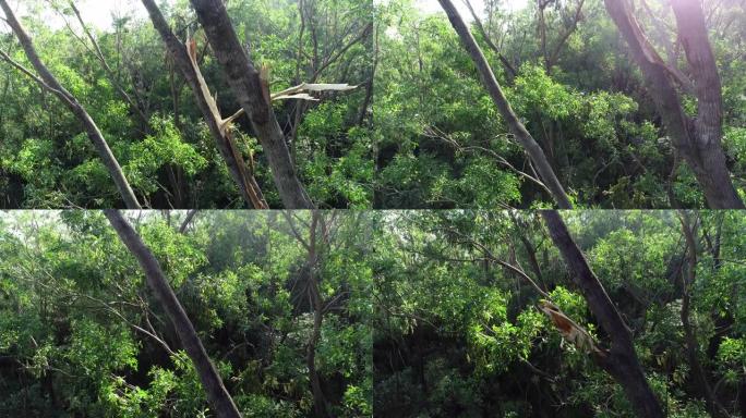 中国超级台风山竹后森林中的断树