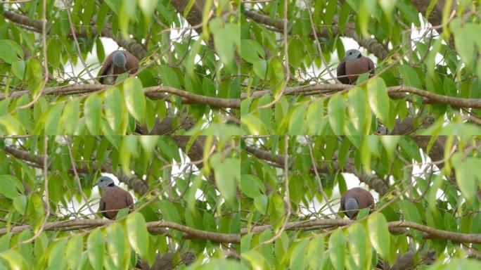 红领鸽子栖息并在树枝上装饰羽毛。