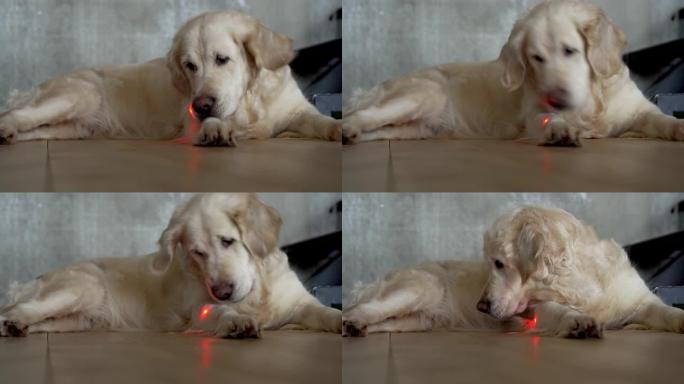 有趣的视频。大白狗在公寓的地板上玩激光笔。