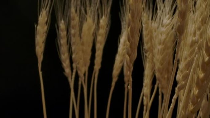 收集新鲜小麦小穗麦子丰收黄金小麦麦子特写