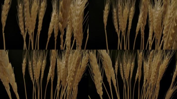收集新鲜小麦小穗麦子丰收黄金小麦麦子特写