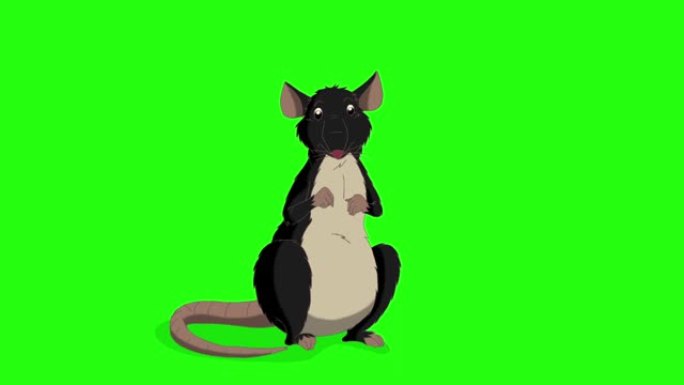 黑鼠坐着笑动画色度键