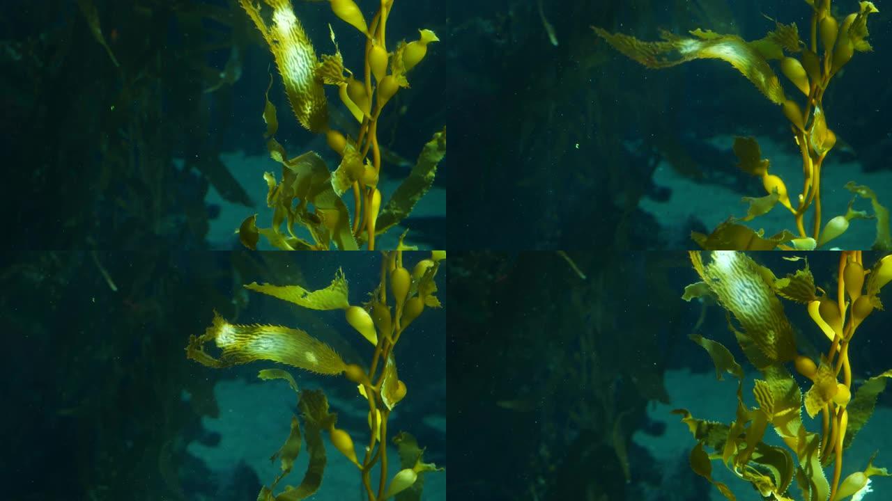 光线透过巨大的海带森林。大孢子虫。潜水、水族馆和海洋概念。水下靠近摇摆的海藻叶子。阳光刺穿充满活力的