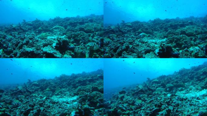 几条鱼游过珊瑚礁、潦草的鱼、扫帚鱼或潦草的皮夹克-子宫脚本。印度洋，富瓦赫穆拉岛，马尔代夫，亚洲