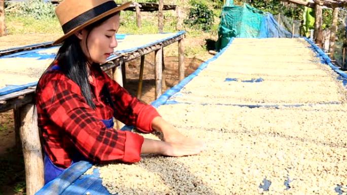 农民在泰国北部清迈的一个小镇收集咖啡
