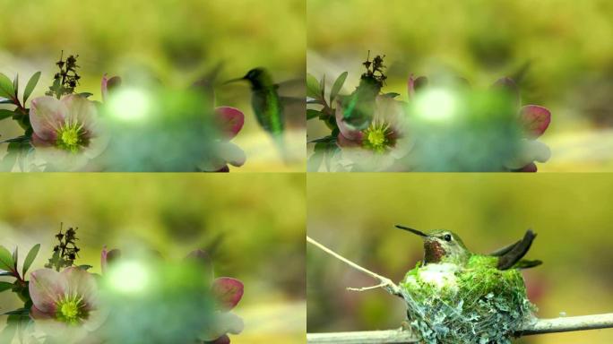 雄性蜂鸟在她的巢穴中探花