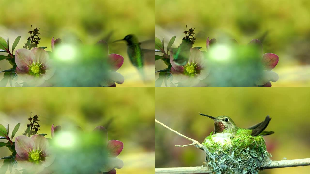 雄性蜂鸟在她的巢穴中探花