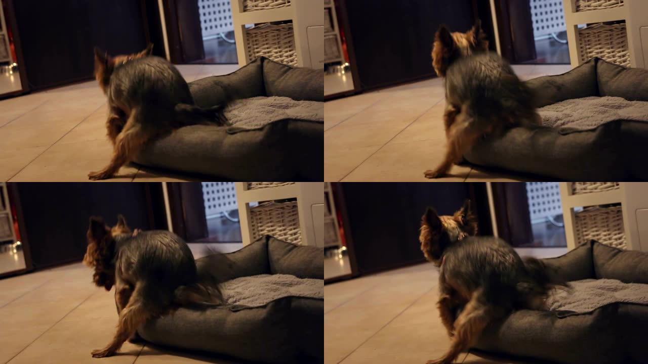 可爱有趣的约克夏犬驼峰软宠物床床垫在地板上，垫子哑光，低角度