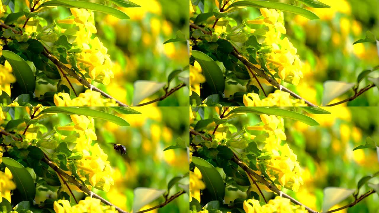 木匠蜂以黄猫藤的花粉和花蜜为食