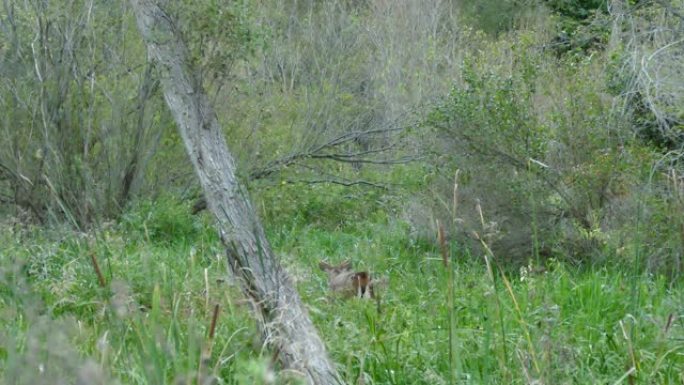 在北美森林中走开时有鹿角的鹿
