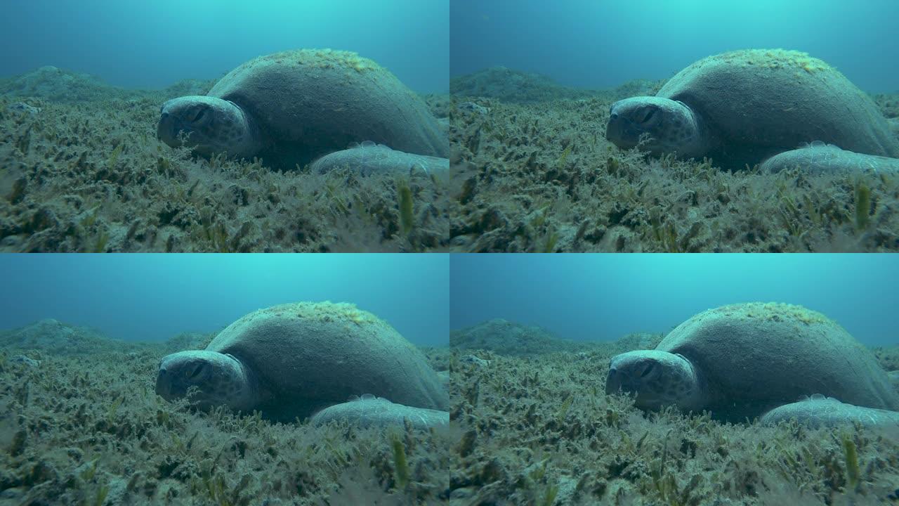 绿海龟或 (Chelonia mydas) 睡在沙底。