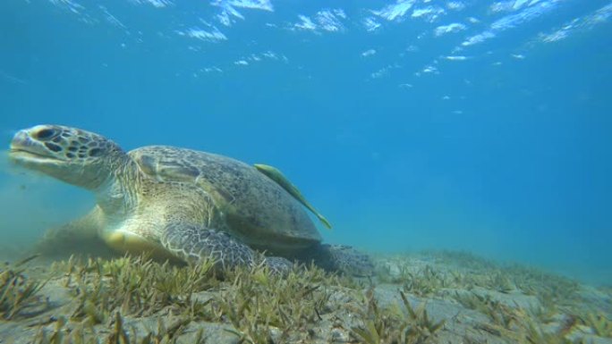 绿海龟或 (Chelonia mydas) 在海底吃草。